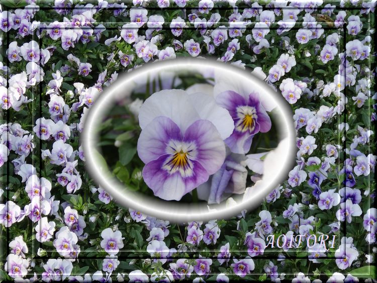 ビオラ・うす紫2013･4･19 040