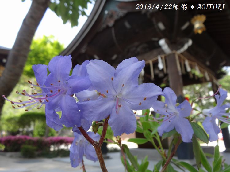 つつじ紫2013･4･22 048