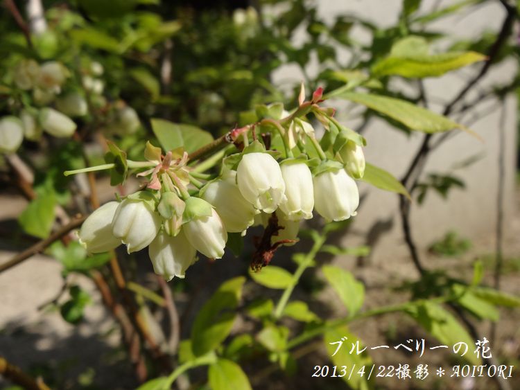 ブルーベリーの花2013･4･22 161