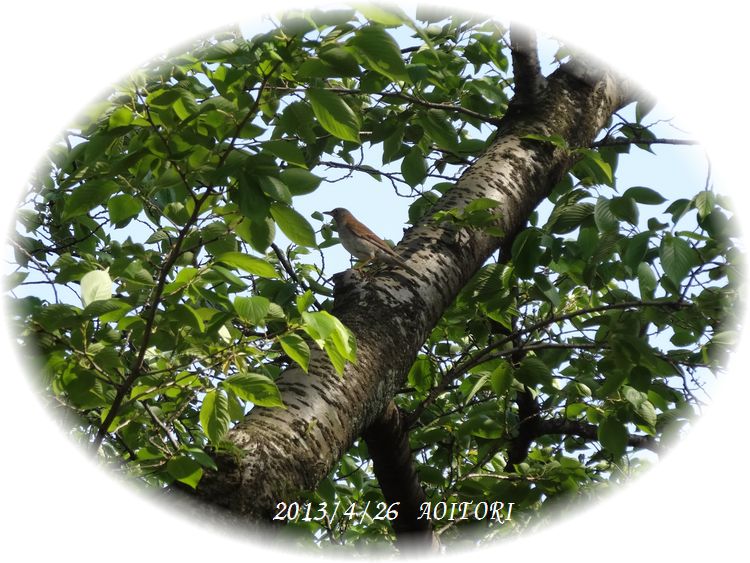 桜に鳥2013･4･26 023