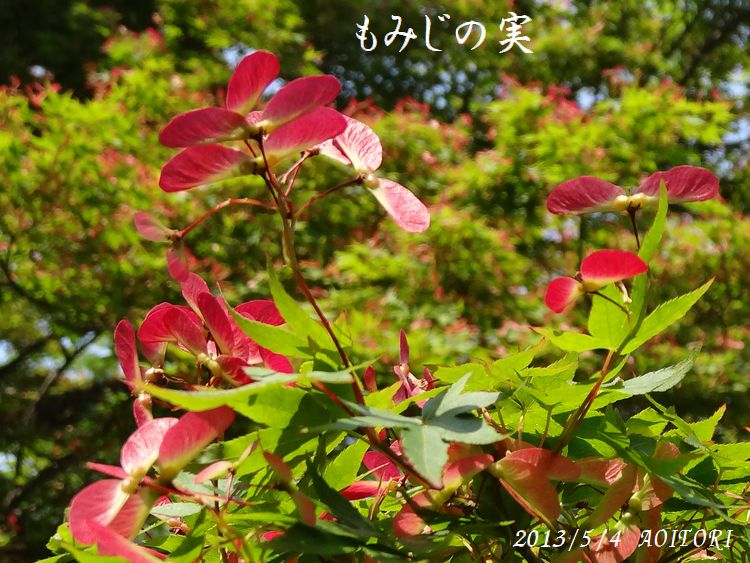 もみじの実2013・5・4013