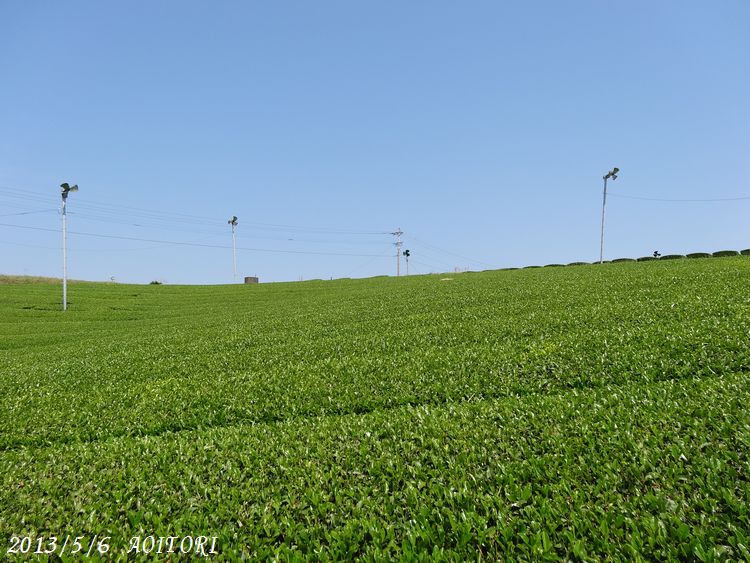 青空と大茶園2013･5･6 098