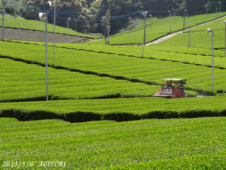 狩り機2013･5･6 093