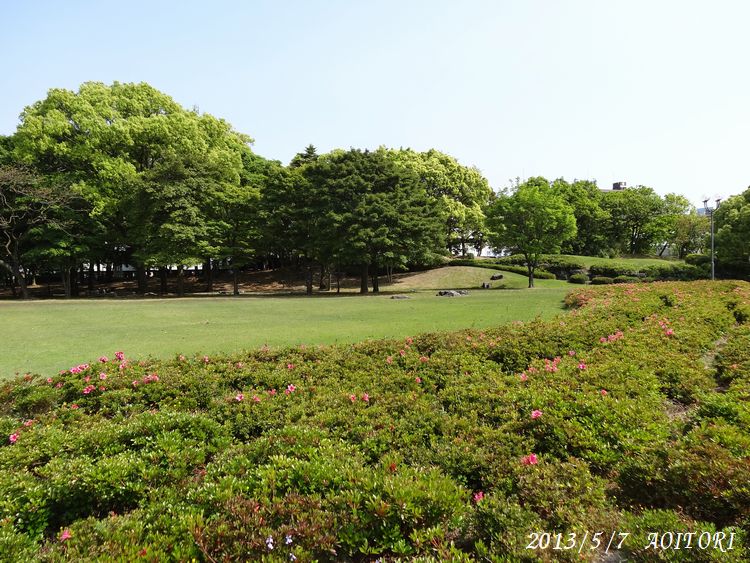 つつじと木立2013･5･7 080