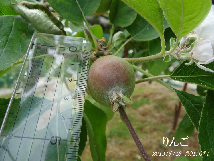 りんごものさし2013･5･18 135