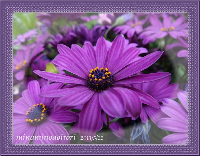 紫花フレーム089