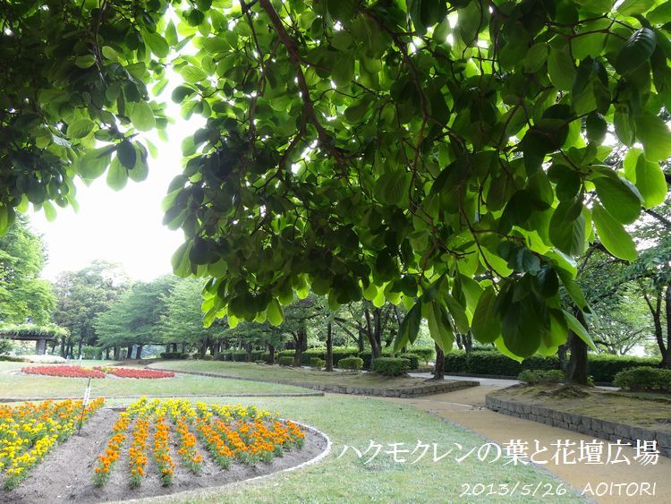 ハクモクレン葉2013･5･26 097