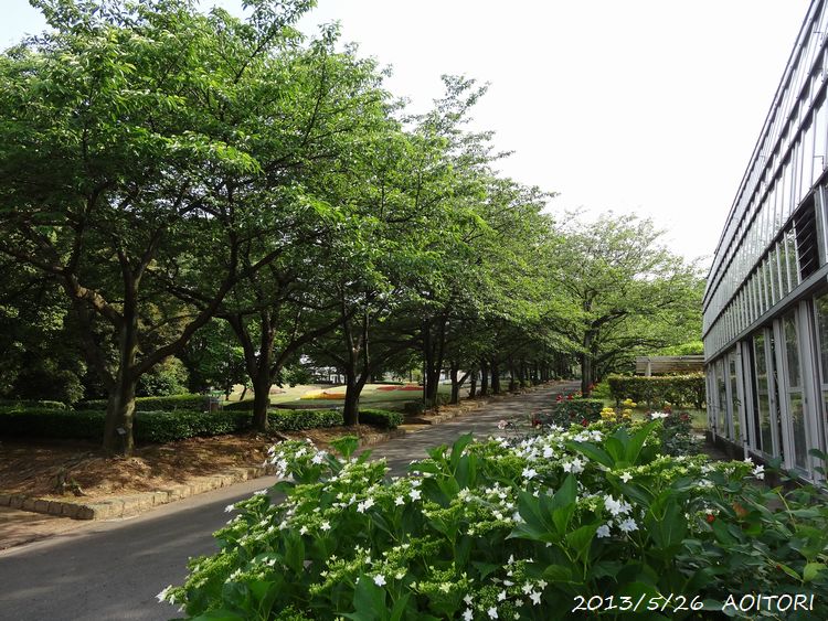 紫陽花と葉桜並木2013･5･26 077