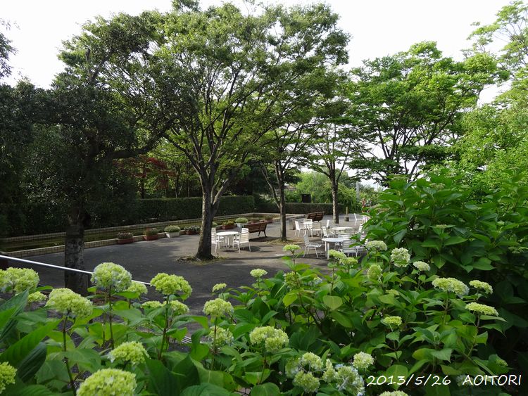 紫陽花と広場2013･5･26 088