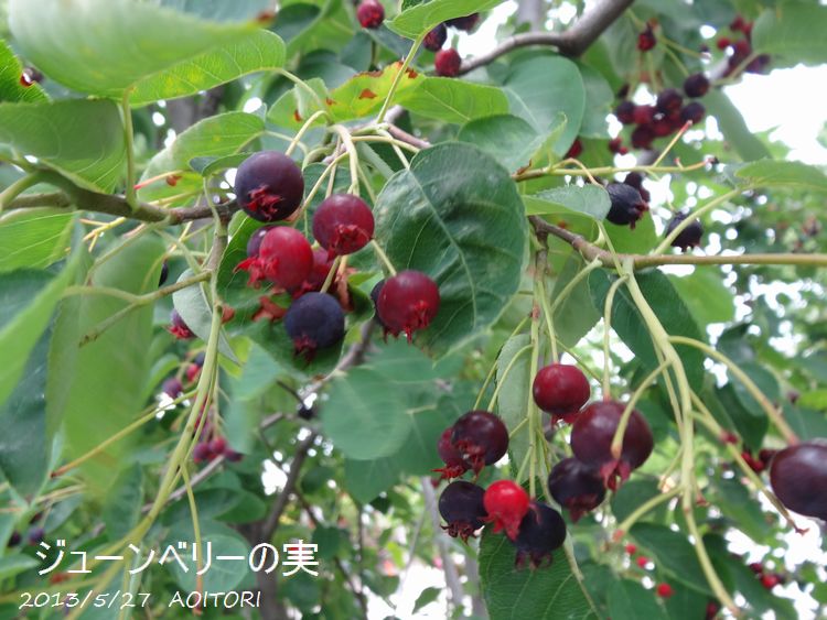 ジューンベリー2013･5･27 156