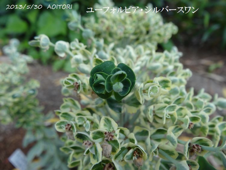 シルバースワン2013･5･30 016