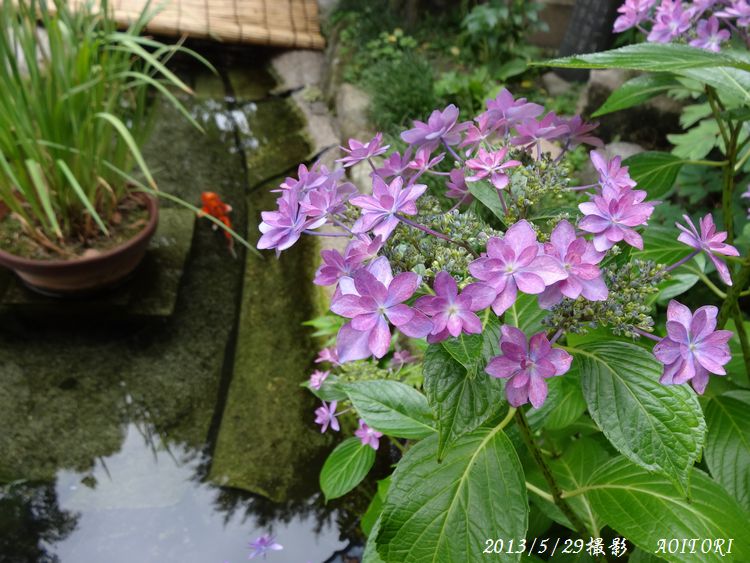 池と紫陽花2013･5･29 327