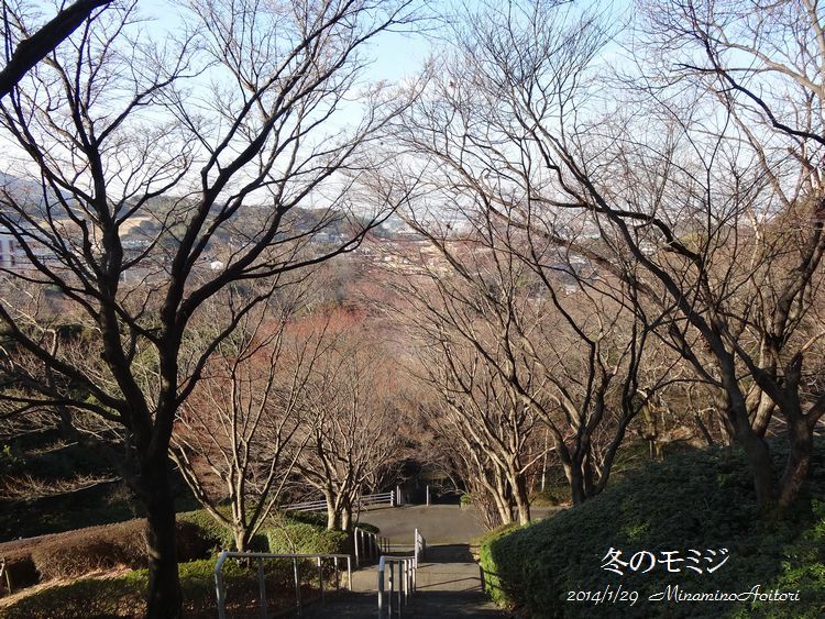 冬のもみじ2014･1･29 136