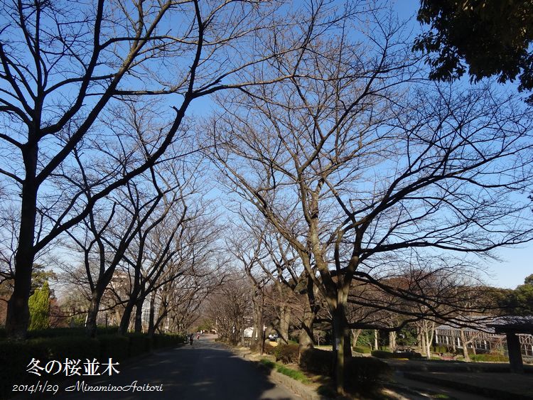 冬の桜並木2014･1･29 114
