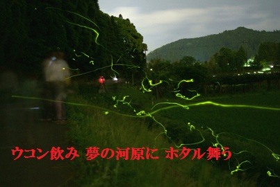 ホタル4