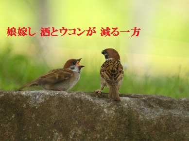 すずめの親子可愛い