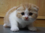 こねこ2