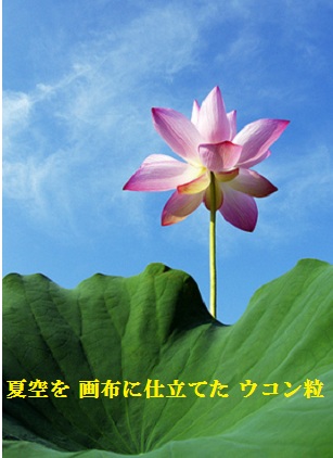 ハスの花2特大