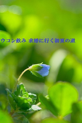 はるのつぼみ