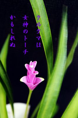 クルクマ7文字入