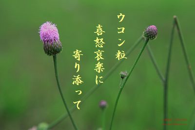 しょかの花文字入り