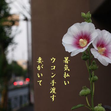 はまゆう大文字入れ