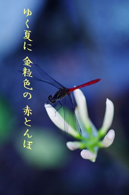 あかとんぼ大大大