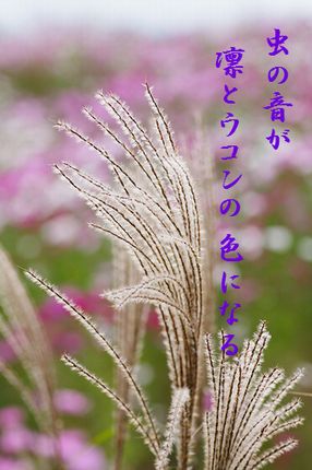 すすき2文字入り