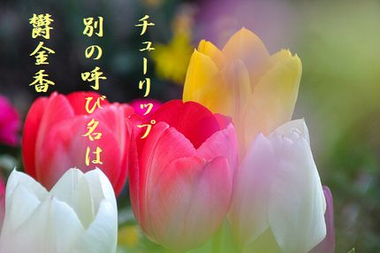 チューリップ9文字入り