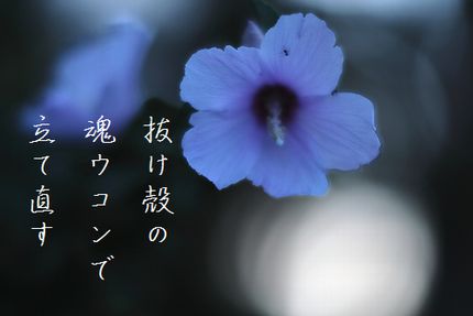 あきの花(木槿)文字入り