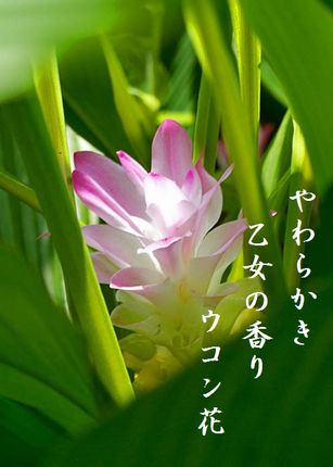 ウコンの花2文字入り