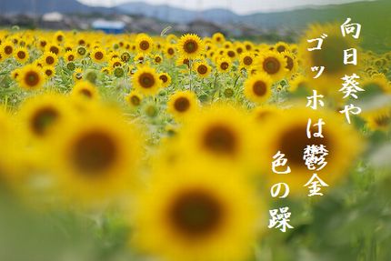 ひまわり畑3文字入り