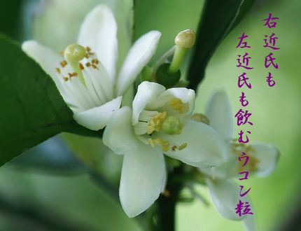 たちばなの花文字入