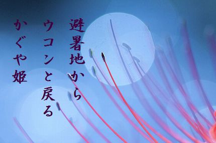 かぐや姫2文字入り