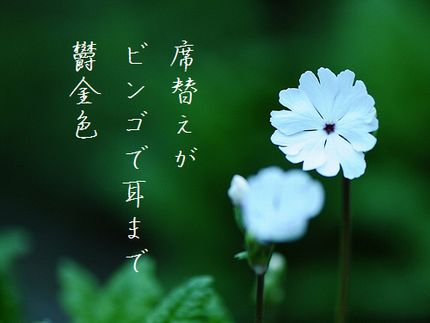 サクラソウ(花言葉初恋)文字入2
