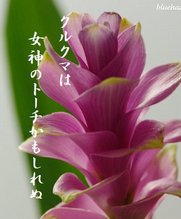 クルクマ4文字入