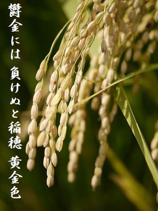 いなほ文字入