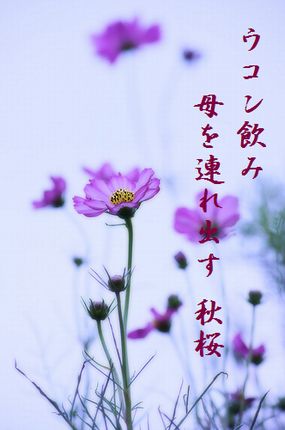 コスモス7文字入
