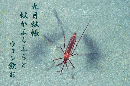 か2文字入