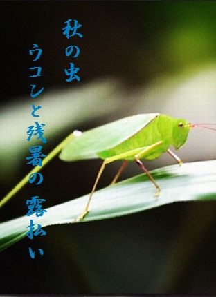 あきの虫文字入