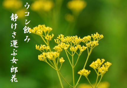 おみなえし2文字入新