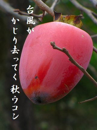 かき6文字入新