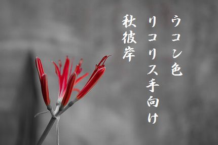 リコリス2文字入