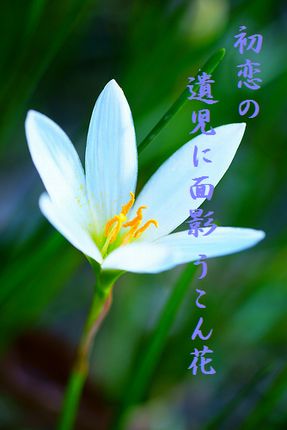 ゆり(雨百合)10月文字入