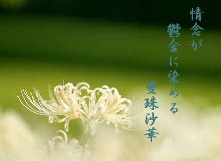 しろい曼珠沙華文字入