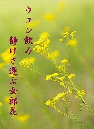 おみなえし3文字入