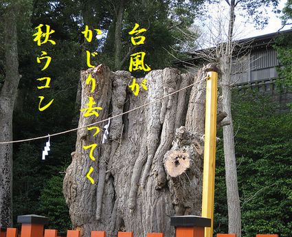 おおイチョウ倒壊文字入正