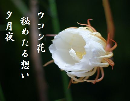 げっかびじん2文字入