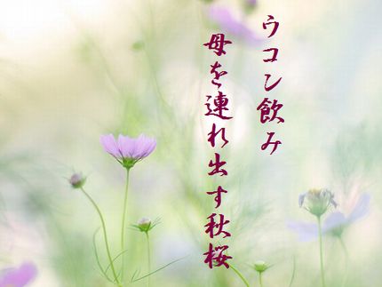 コスモス8文字