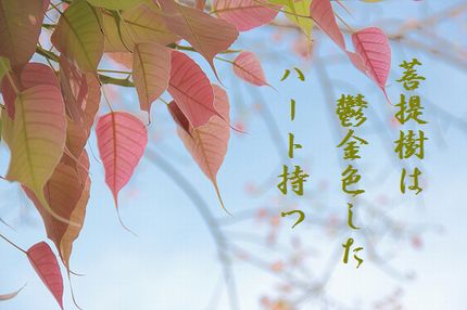 ぼだいじゅの葉(ピンク)文字